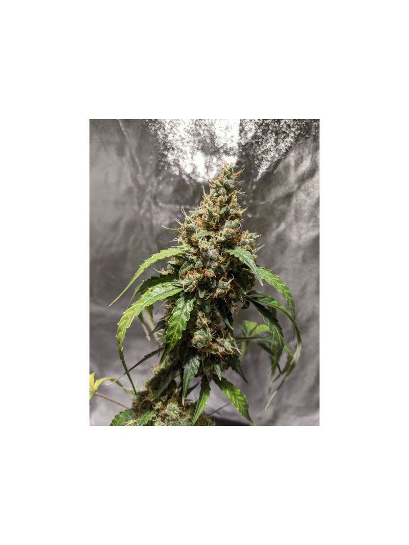 Auto Black Jack, Фасовка: 5, изображение 3