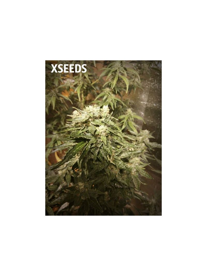 Auto Снегурочка, Фасовка: 5