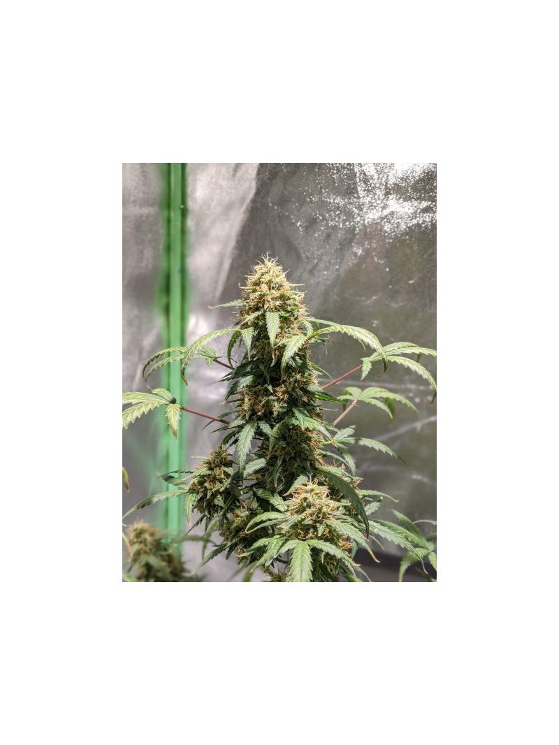 Auto Crystal Candy XL, Фасовка: 5