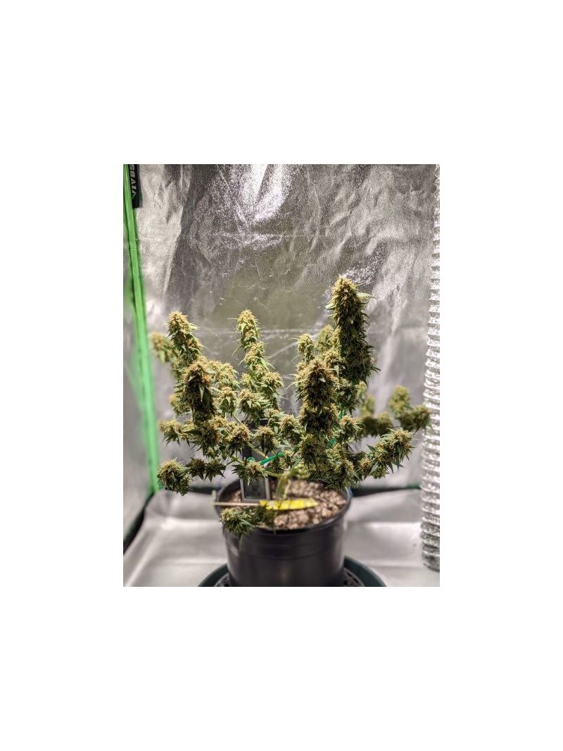 Auto Crystal Candy XL, Фасовка: 5, изображение 3