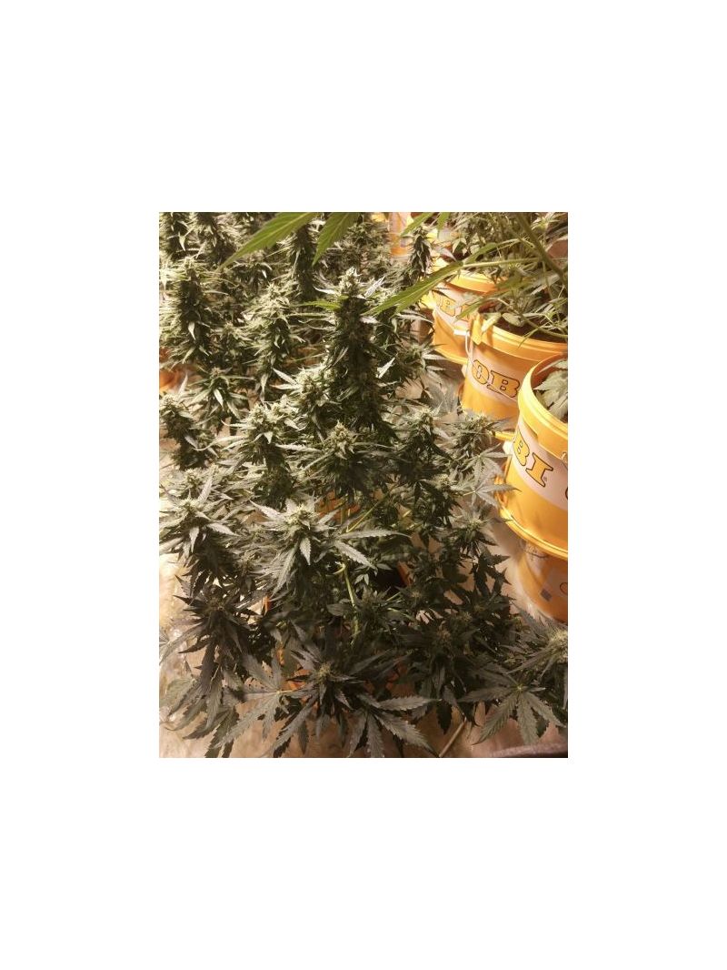 Auto Снегурочка, Фасовка: 5, изображение 2