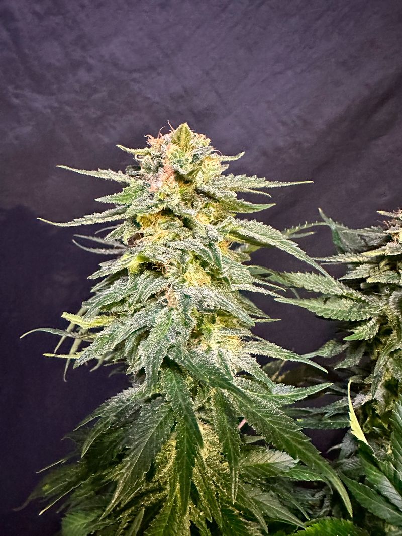 Orange Sherbet Auto, Фасовка: 3, изображение 2