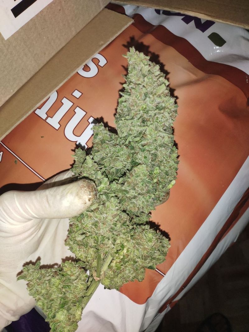 OG Kush Auto, Фасовка: 5, изображение 4