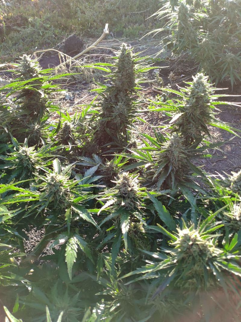 OG Kush Auto, Фасовка: 5, изображение 9