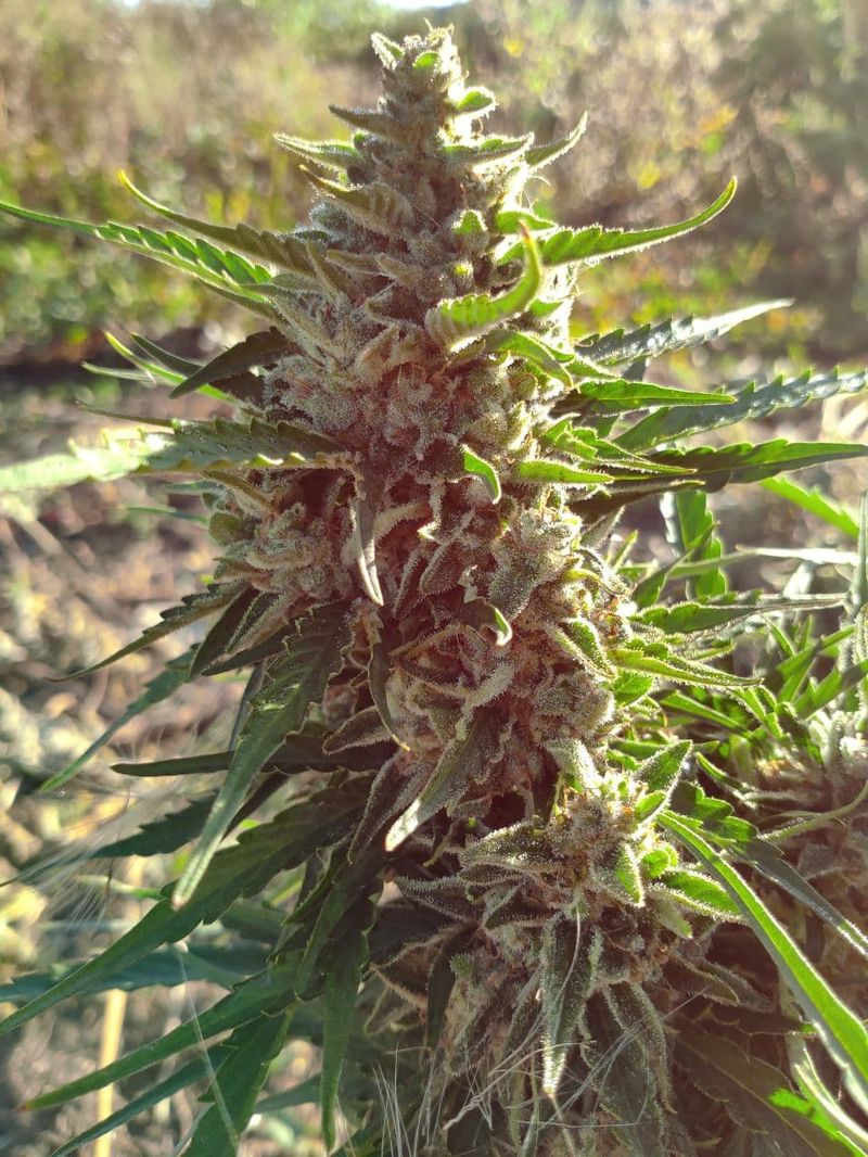 OG Kush Auto, Фасовка: 5, изображение 3