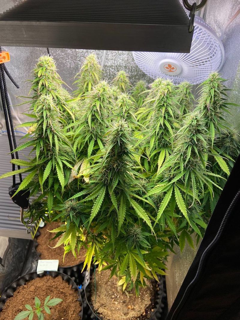 OG Kush Auto, Фасовка: 5, изображение 5