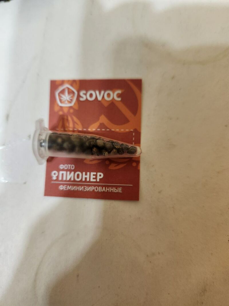 Пионер Экспресс Fem Sovoc Мавзолей, Фасовка: 50