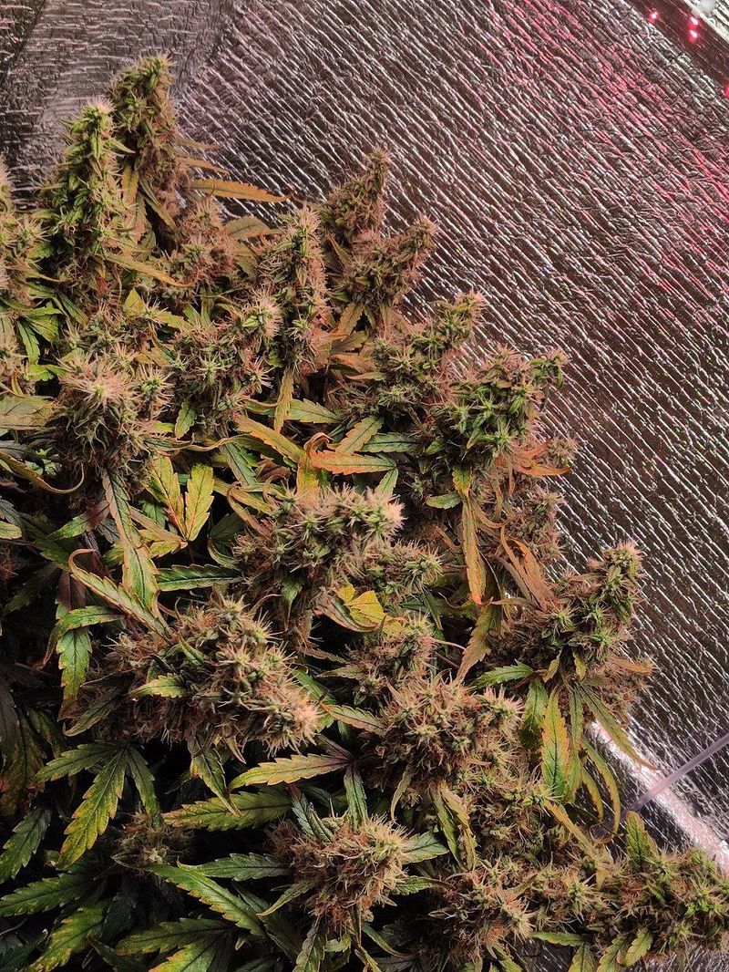 Авто ВДВ, Фасовка: 3, изображение 8