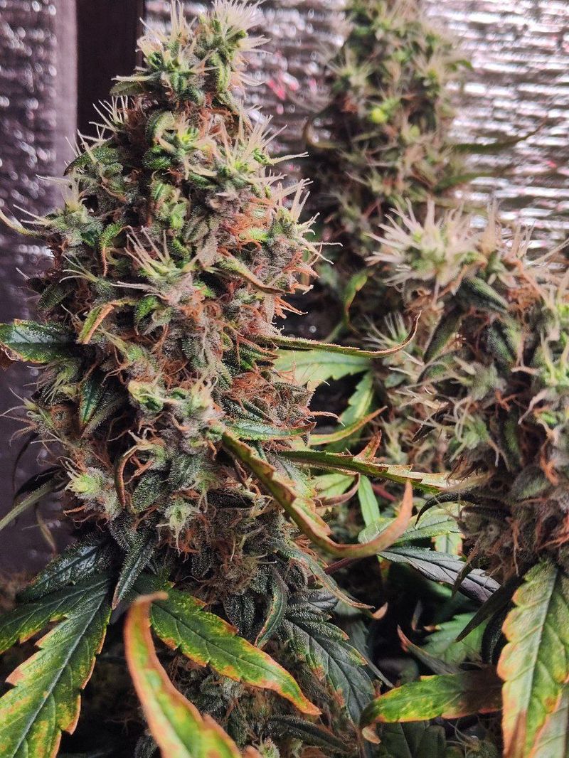 Авто ВДВ, Фасовка: 3, изображение 10