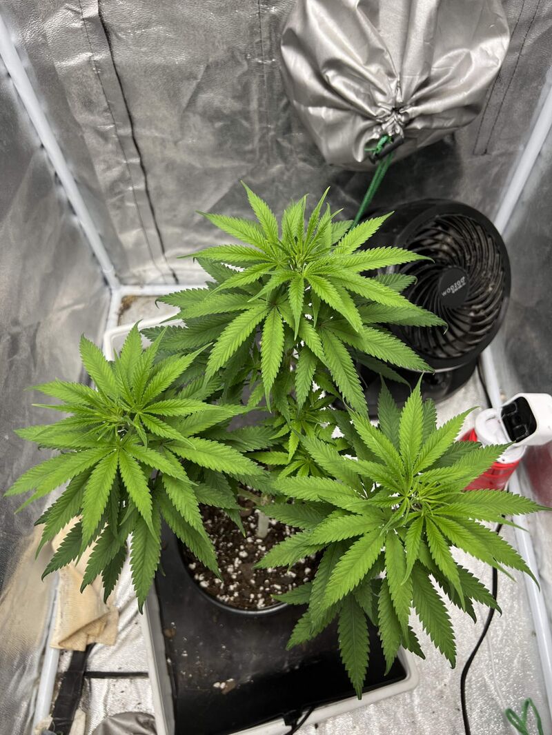 Blueberry Muffin, Фасовка: 3, изображение 4