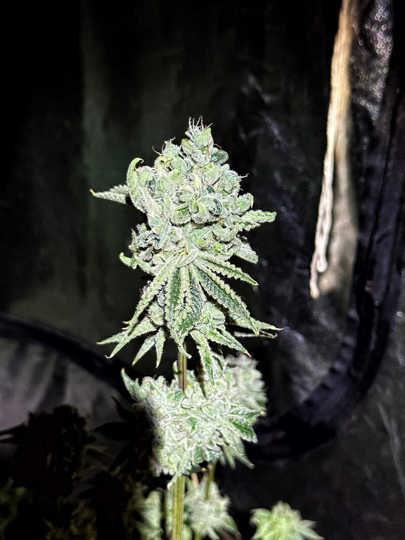 Farmer’s Daughter, Фасовка: 3, изображение 3