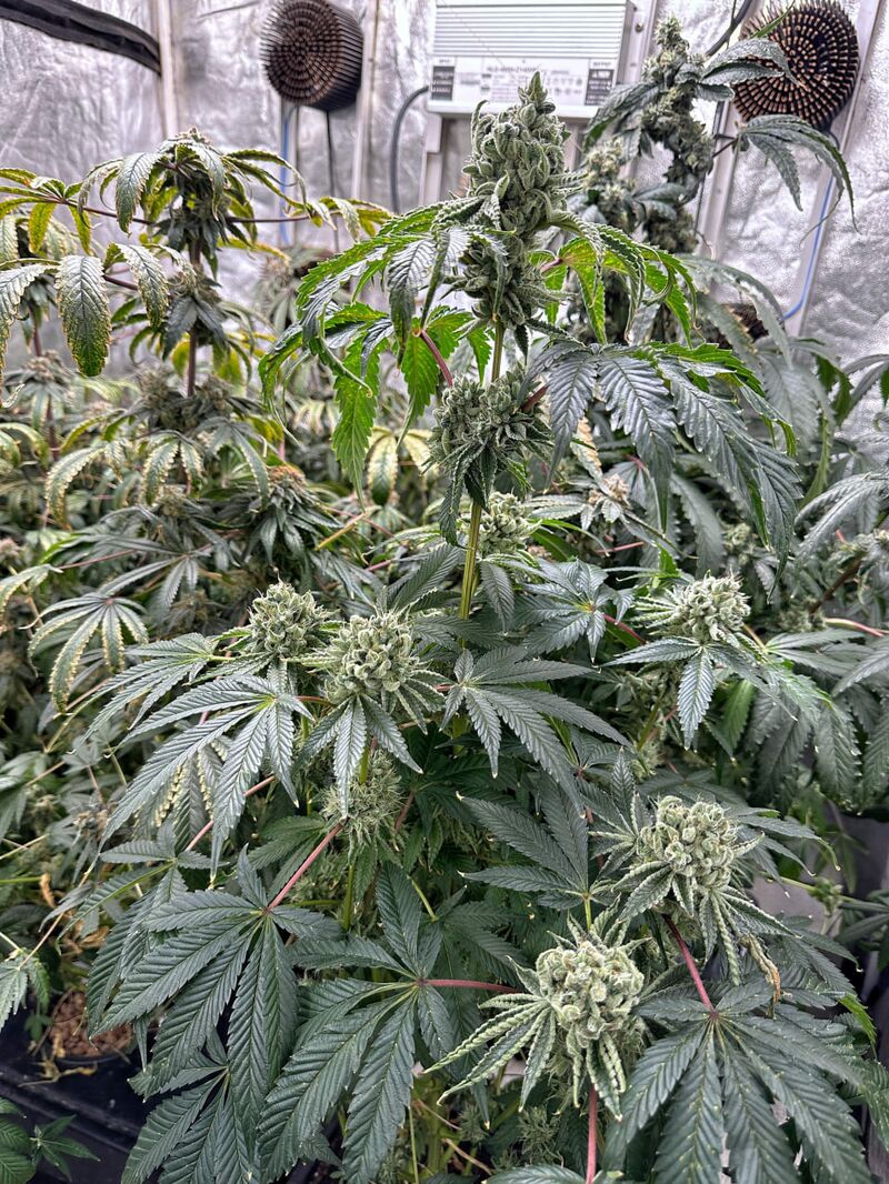 Farmer’s Daughter, Фасовка: 3, изображение 2