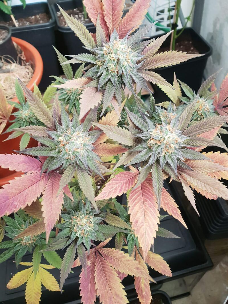 Hella Jelly, Фасовка: 3, изображение 4