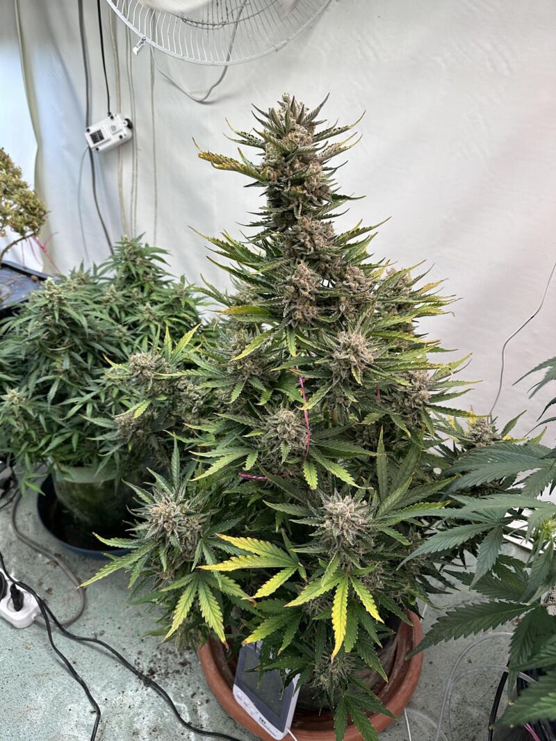 Humboldt Dream Auto, Фасовка: 3, изображение 2