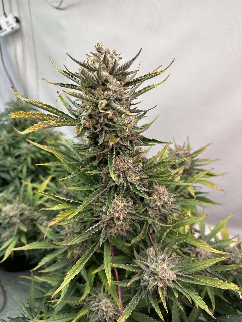 Humboldt Dream Auto, Фасовка: 3, изображение 3