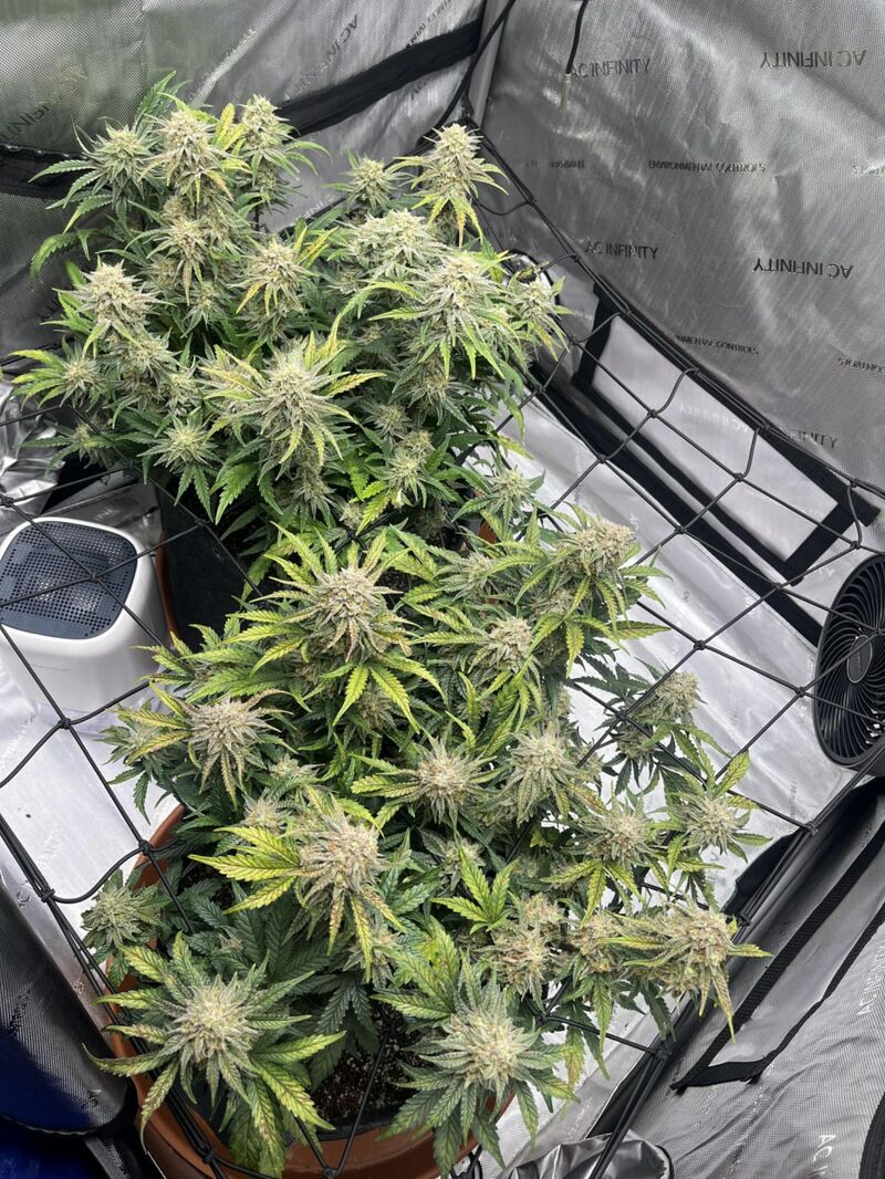 Lemongrass, Фасовка: 3, изображение 3