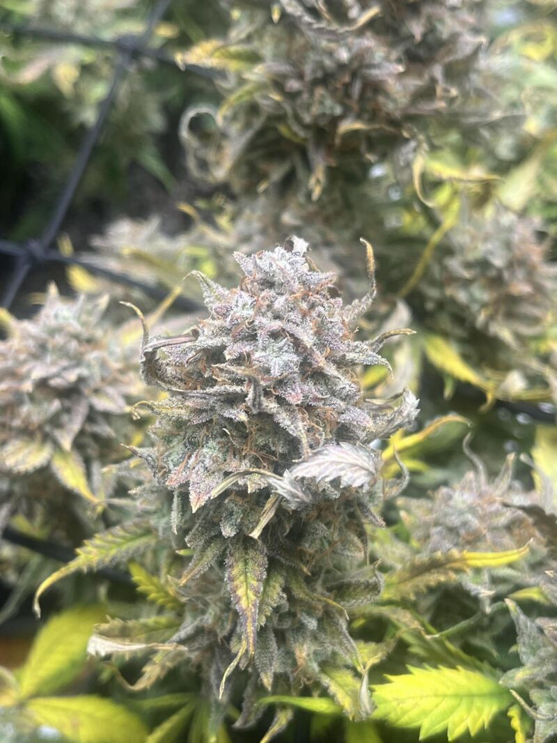 Lemongrass, Фасовка: 3, изображение 4