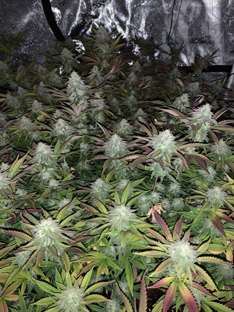 Mango Sherbert, Фасовка: 3, изображение 4