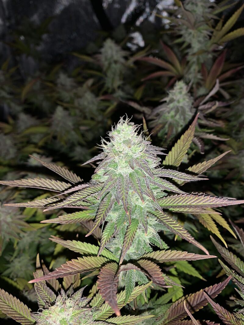 Mango Sherbert, Фасовка: 3, изображение 3