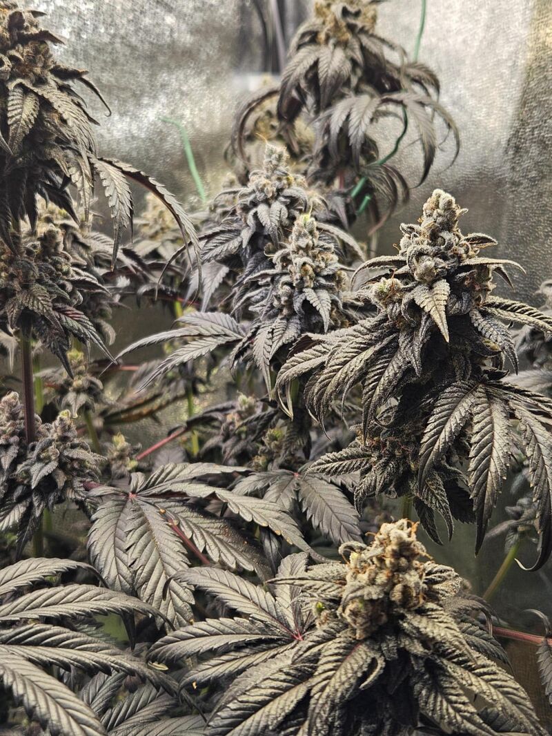 Nutter Budder, Фасовка: 3, изображение 10