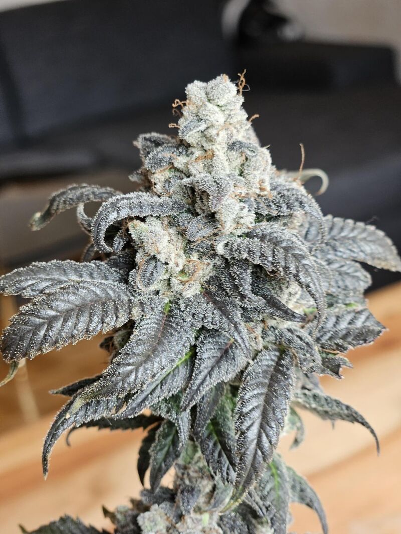 Nutter Budder, Фасовка: 3, изображение 8