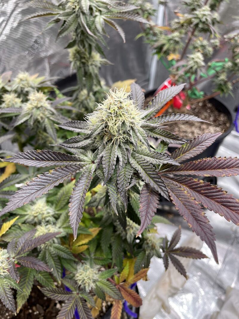 Poddy Mouth, Фасовка: 3, изображение 3