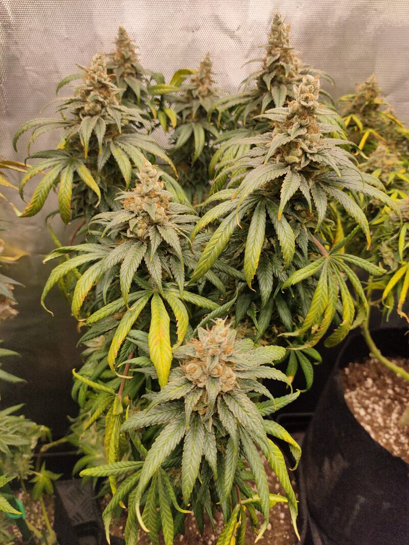 Slightly Stoopid Fruits, Фасовка: 3, изображение 7