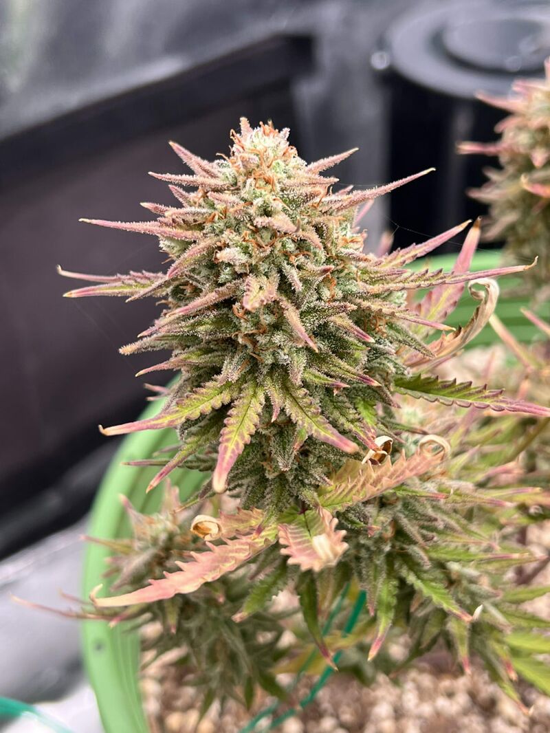 Vanilla Latte Auto, Фасовка: 3