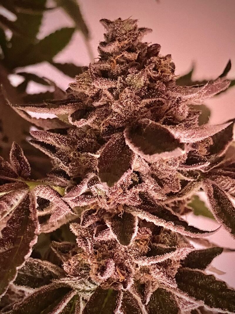 Bad Guy, Фасовка: 3, изображение 7