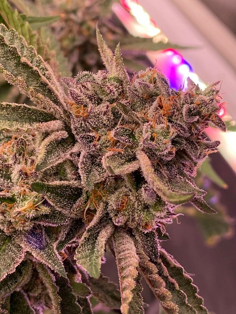 Bad Guy, Фасовка: 3, изображение 5