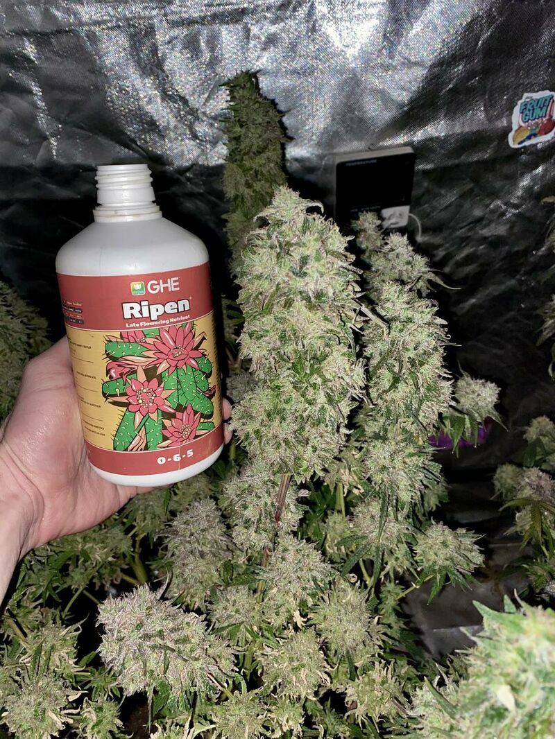 Fruit Gum, Фасовка: 3, изображение 8