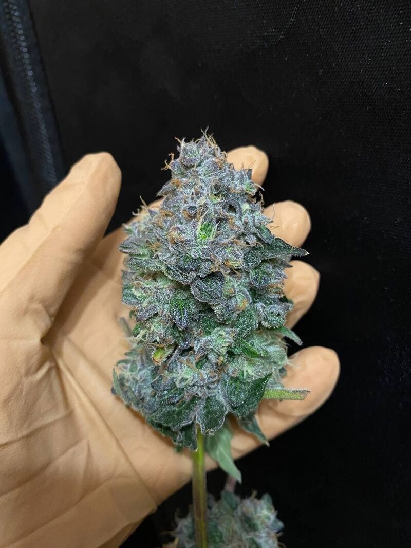 Fruit Gum, Фасовка: 3, изображение 10