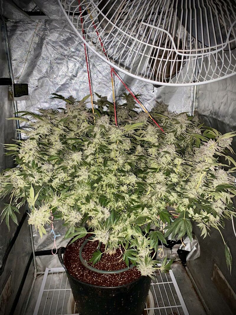 Bad Guy, Фасовка: 3, изображение 4