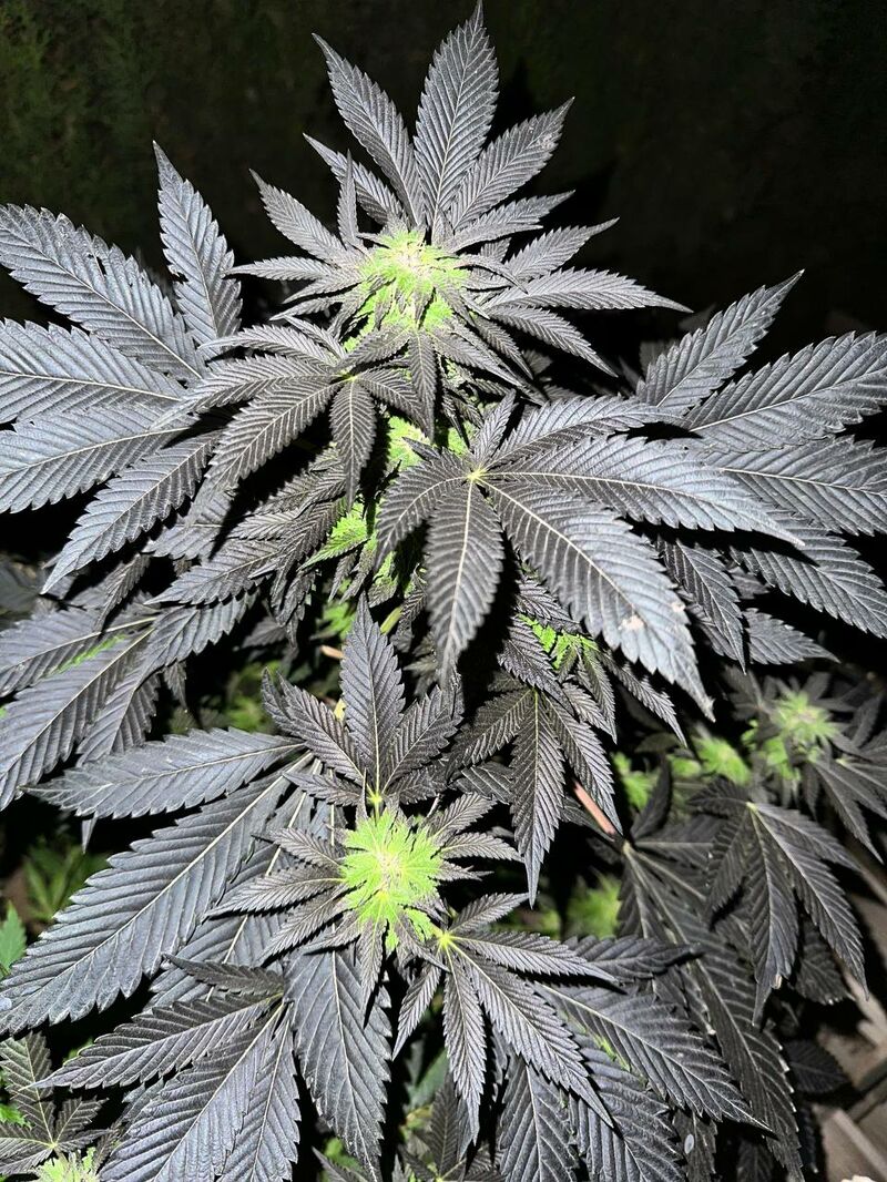 Biscotti x Candy Rain, Фасовка: 5