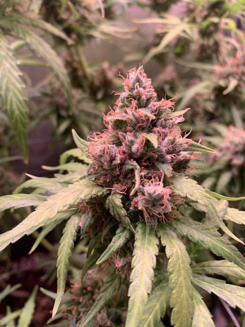 Acapulco Gold, Фасовка: 3, изображение 4