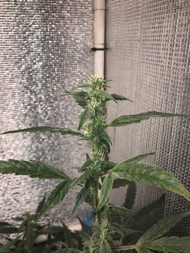 Blue Cheese auto, Фасовка: 3, изображение 2