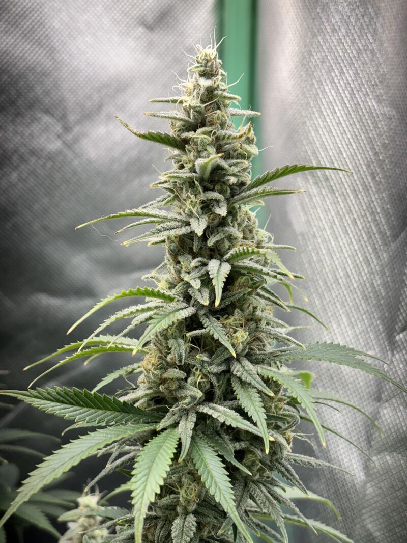 Ayahuasca Purple, Фасовка: 3, изображение 2