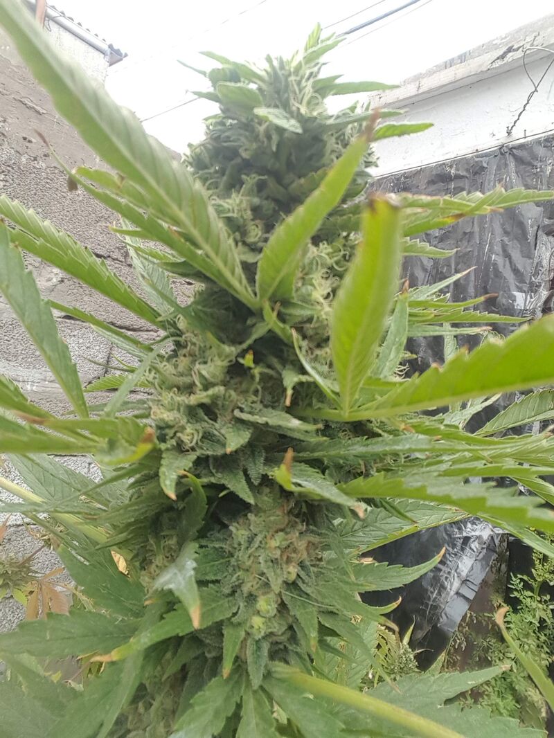 Afghan Hash Plant Reg, Фасовка: 10, изображение 2