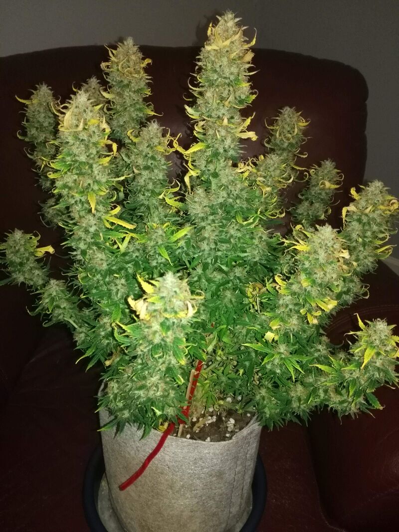 Amnesia Haze Auto, Фасовка: 3, изображение 3