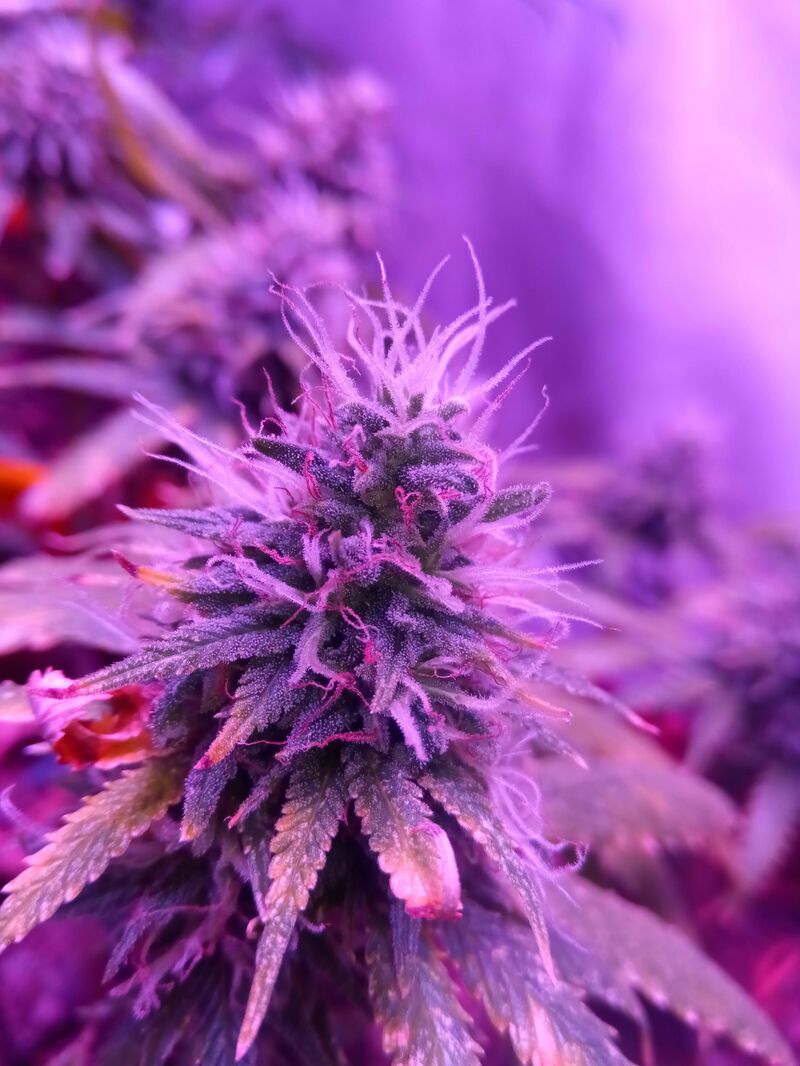 CBD Caramel Reg, Фасовка: 10, изображение 4