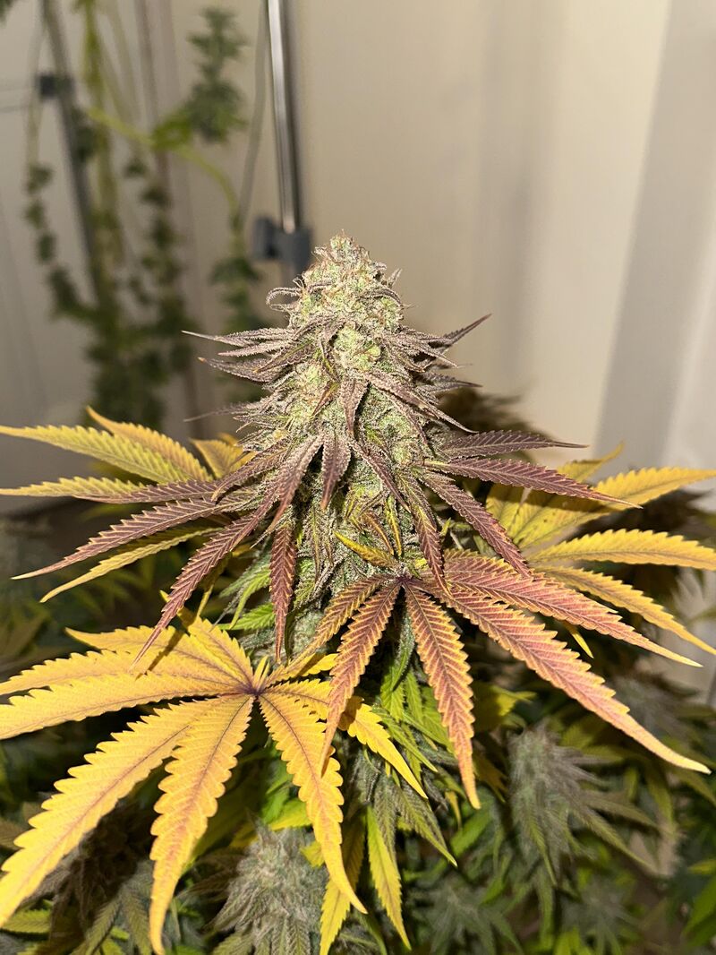 Biscotti Mintz, Фасовка: 3, изображение 2