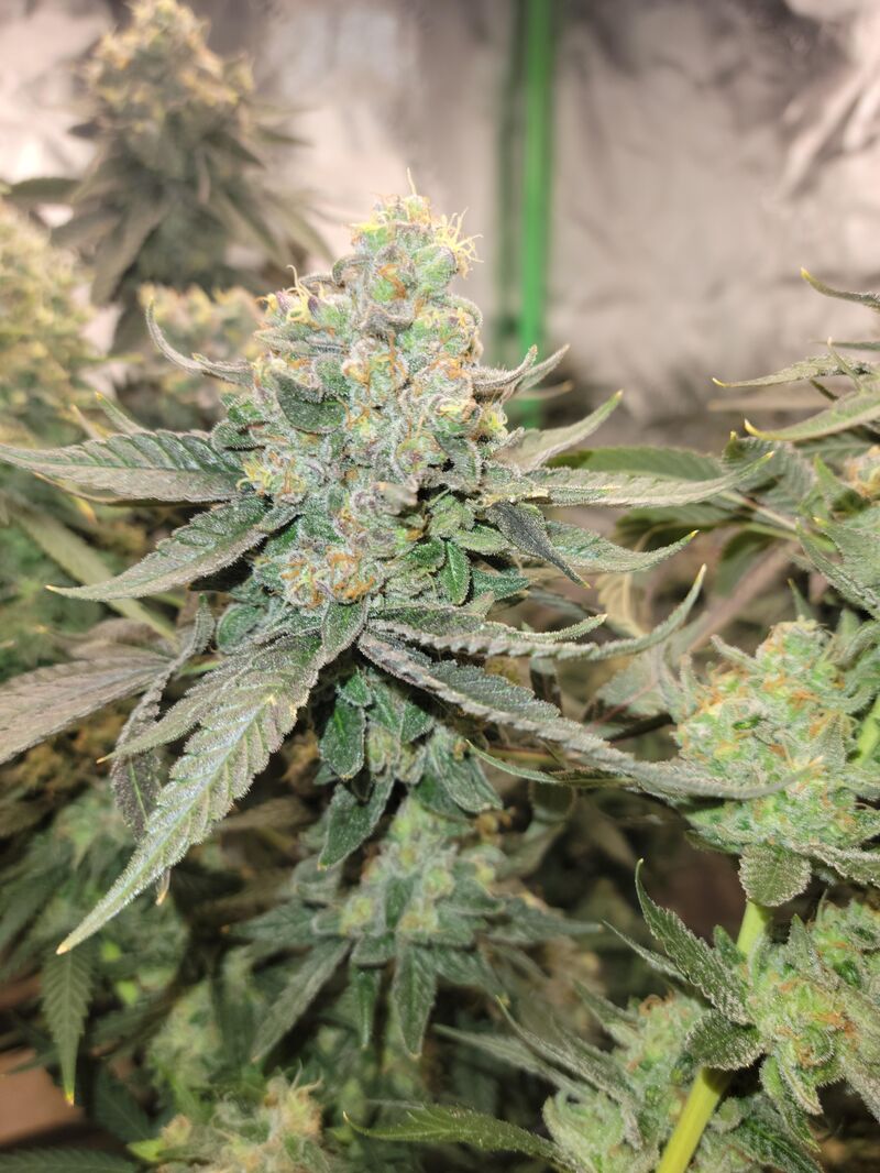 Blue Gelato 41, Фасовка: 3, изображение 2