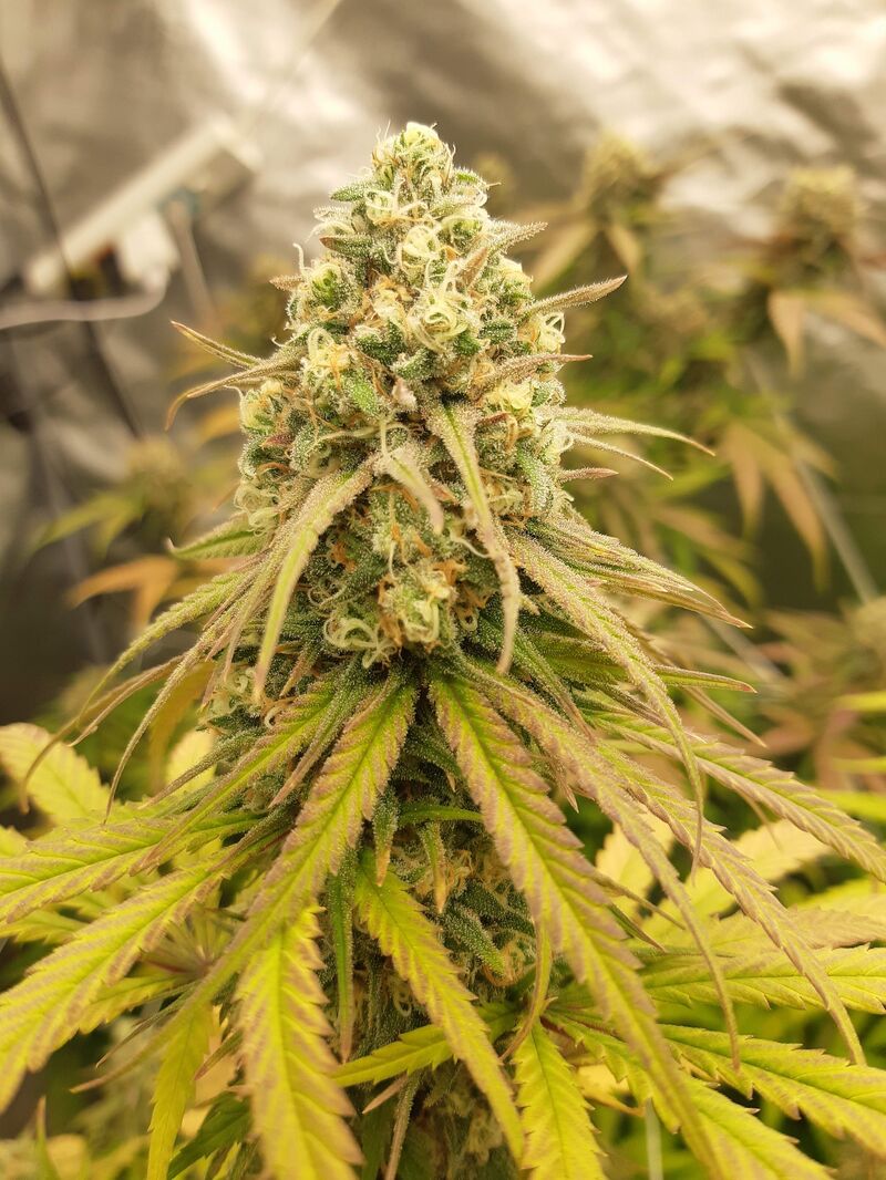 Blueberry OG, Фасовка: 3, изображение 2