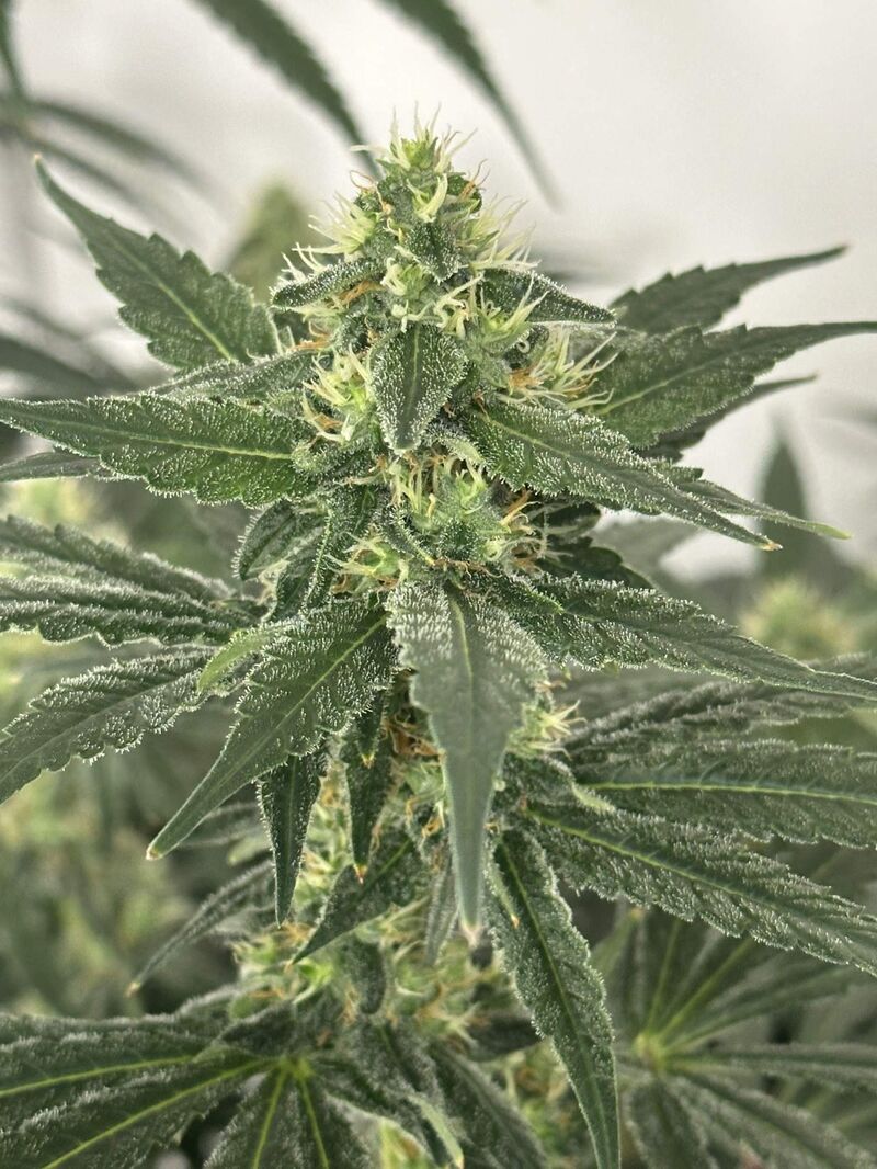 Amnesia Lemon, Фасовка: 5, изображение 4