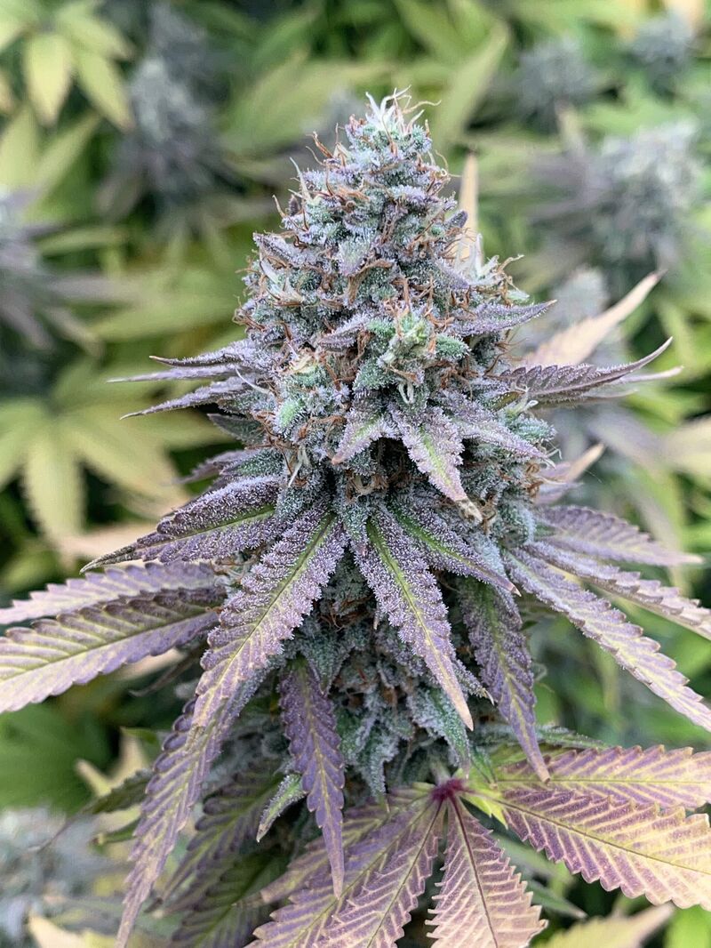 Blueberry Cheese (Blue Cheese), Фасовка: 3, изображение 3