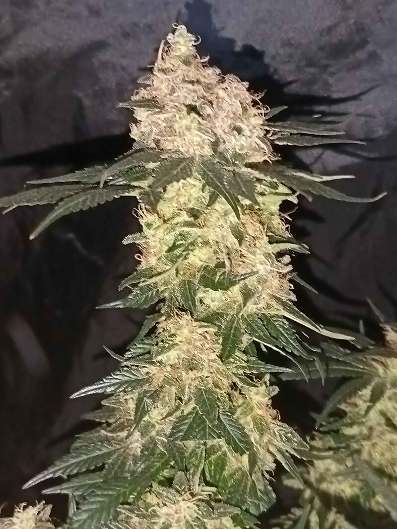 Banana Punch, Фасовка: 5, изображение 6