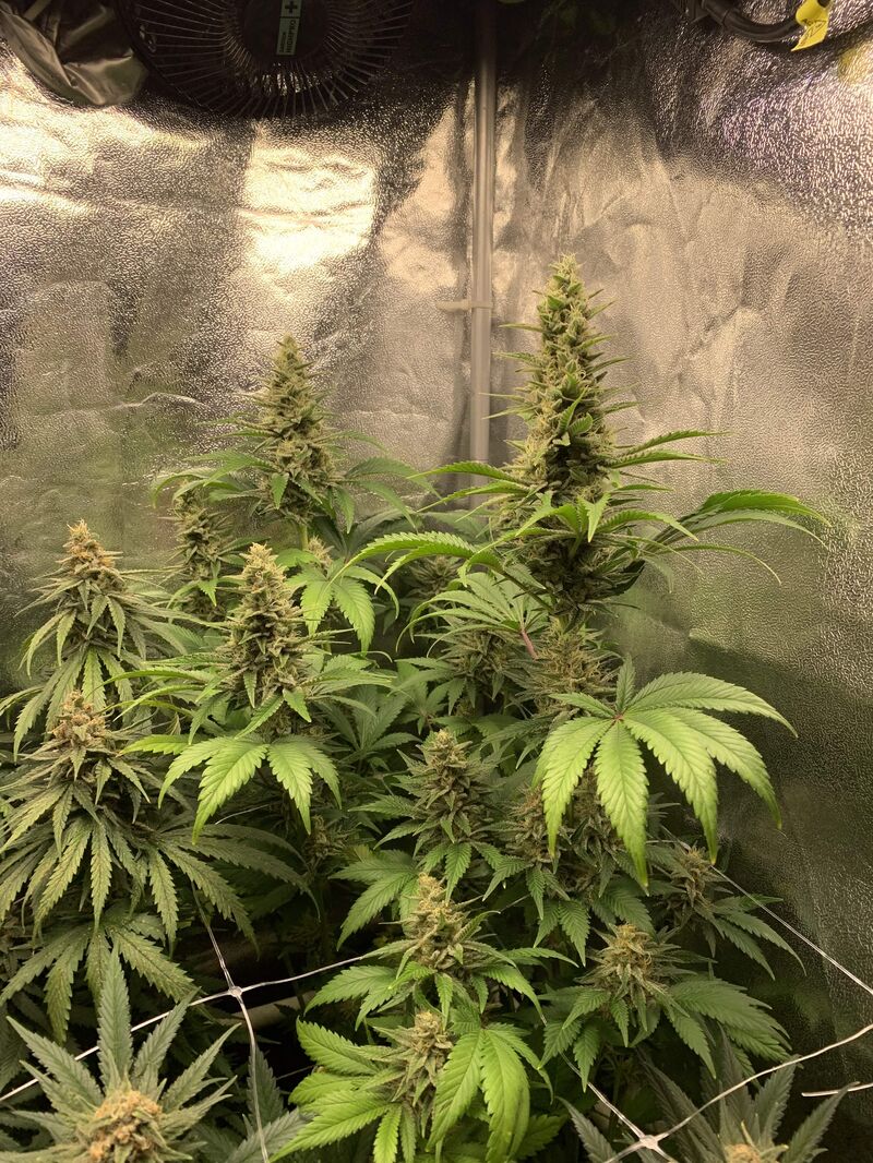 Amnesia Lemon, Фасовка: 5, изображение 5