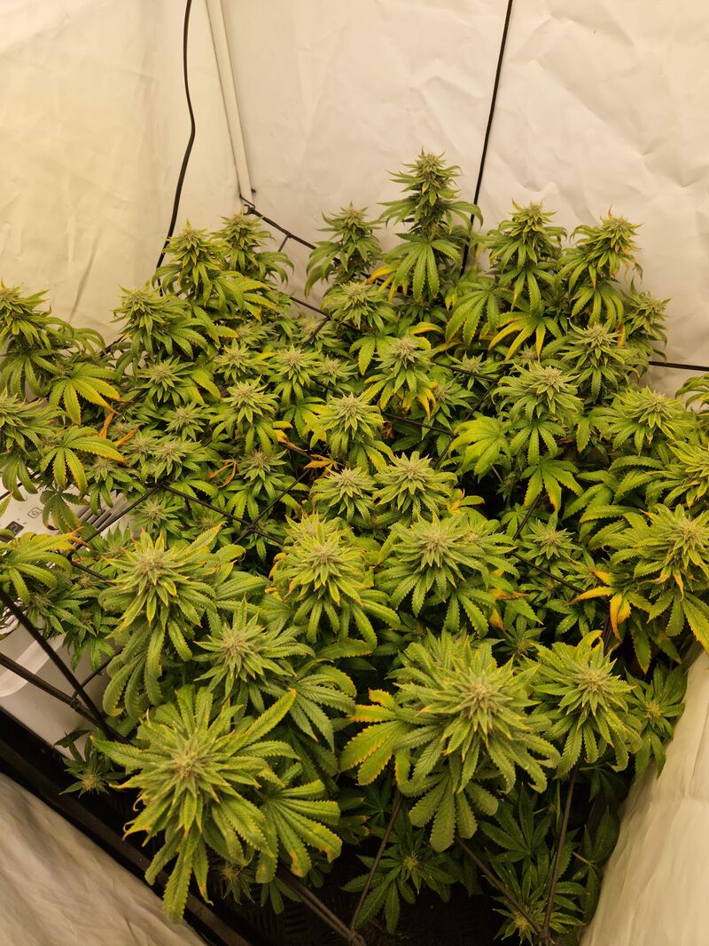 Biscotti, Фасовка: 3, изображение 5