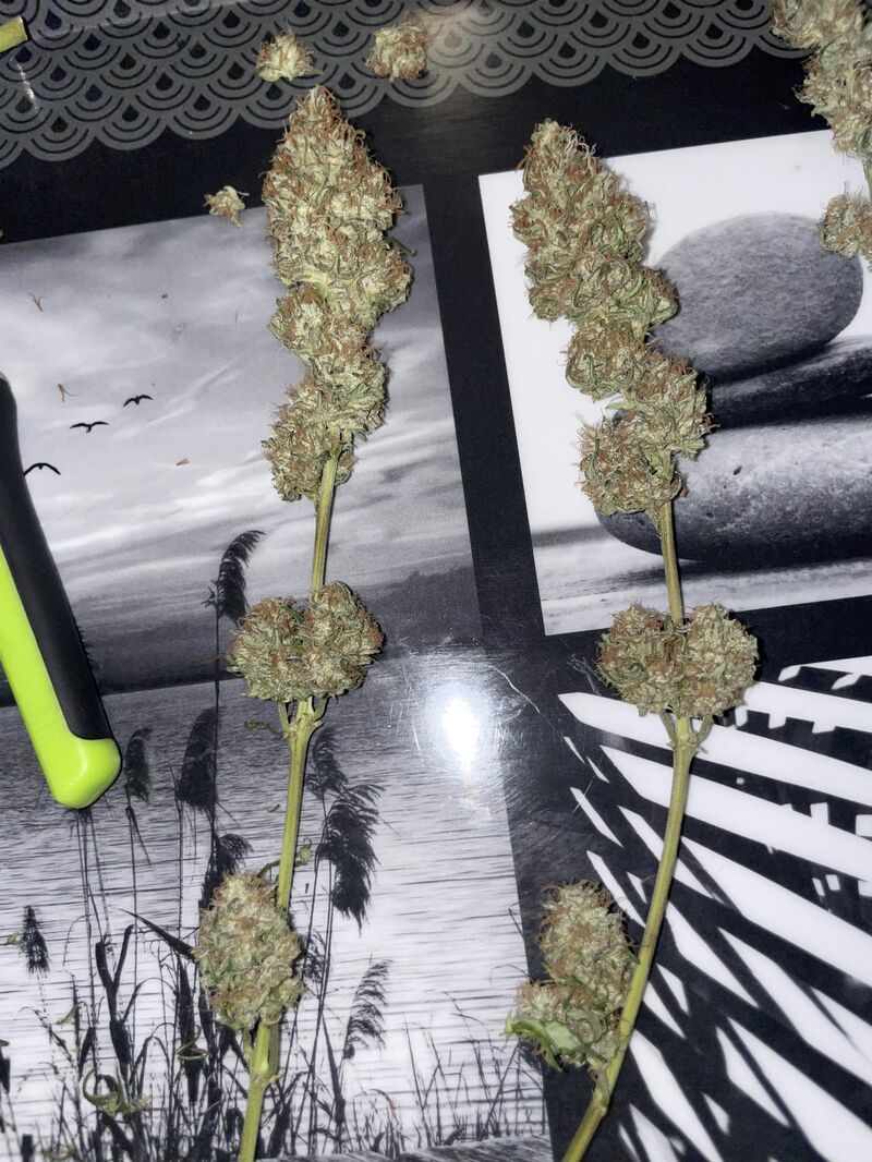 Critical Kush, Фасовка: 5, изображение 3