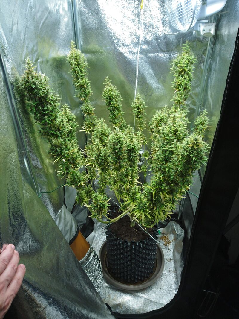 Dr. Grinspoon, Фасовка: 10, изображение 3